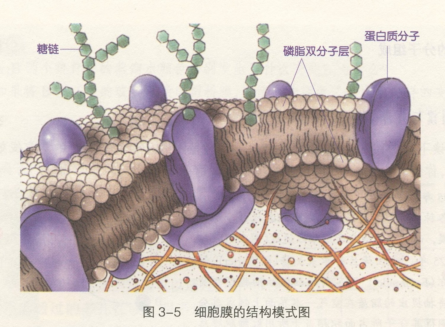 图片： 细胞膜的结构模式图.jpg